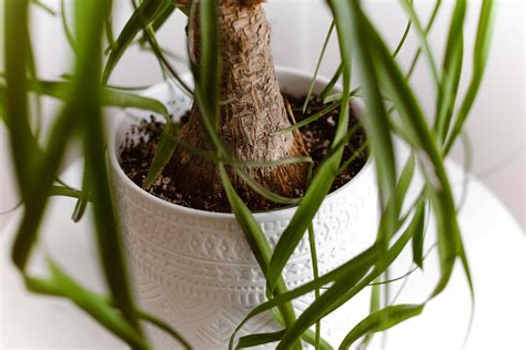 It is easy to make your own cactus soil at home with ingredients you can get at your local garden add 1/2 cup of bone meal for every 12 quarts of soil mix to ensure a proper ph balance and a. Ponytail Palm Care and Growing Guide