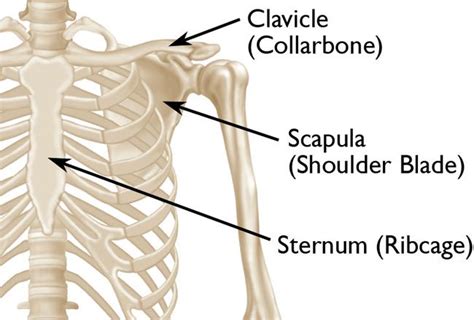 Clavicle Fracture Broken Collarbone Orthoinfo Aaos