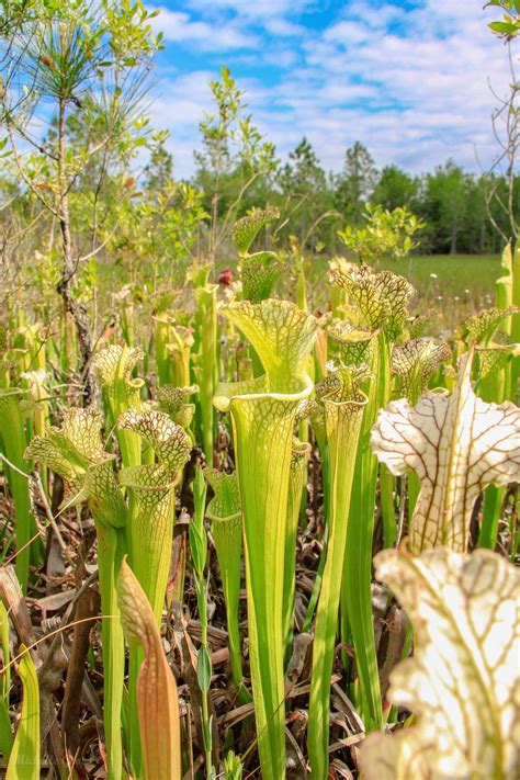 Carnivorous Plants At Yellow River Marsh Florida State Parks