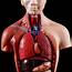 Human Torso Body Model Anatomy Anatomical Medical Internal Organs For 