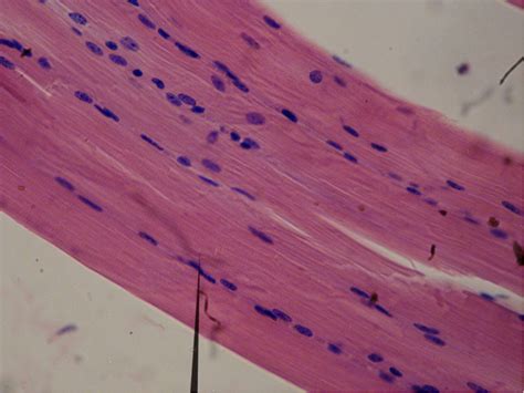 There are anterior muscles diagrams and posterior muscles diagrams. Smooth Muscle Diagram Class 9 / Tissues Class 9 Ppt ...