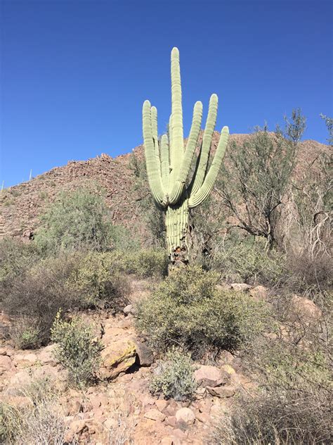 Big Green Cactus In Arizona Desert Free Image Download