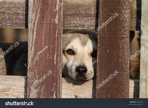 Lonely Sad Dog Behind Fence Stock Photo Edit Now 8579353 Shutterstock