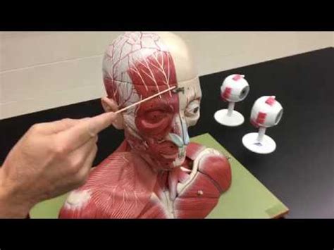 Muscles of the Head and Neck - YouTube