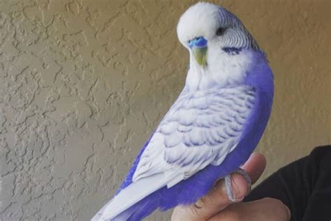Do Purple Budgies Exist The Truth About Rainbow Budgies