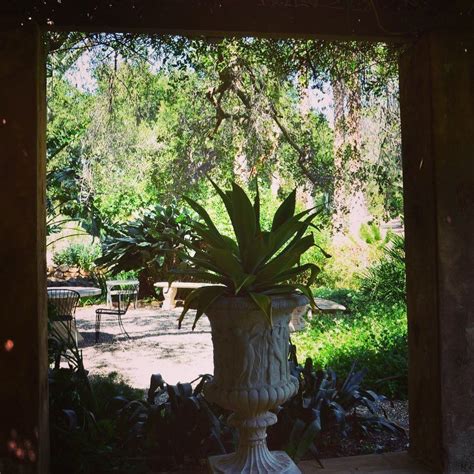 Shadow And Light The Dark Spiky Shape Of An Agave Stands In Stark