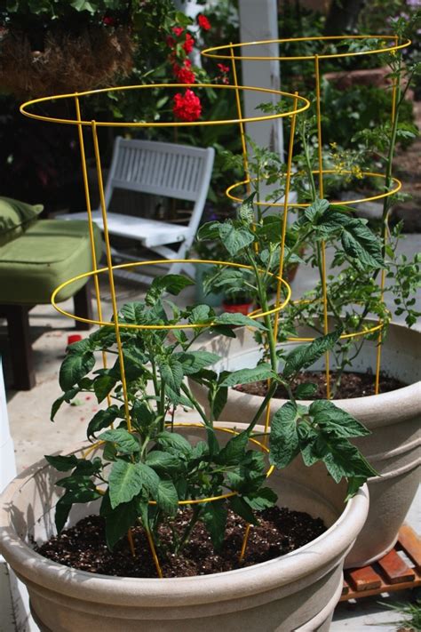 What is the best pot for tomatoes? Tomato cages used in pots. | Container gardening, Indoor ...