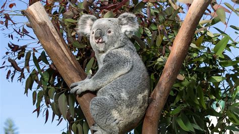 Baby Koala Wallpaper 57 Images