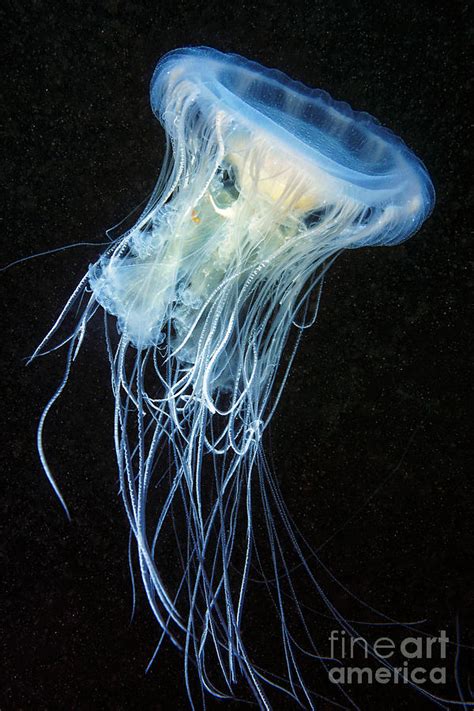 Young Egg Yolk Jellyfish Photograph By Alexander Semenovscience Photo