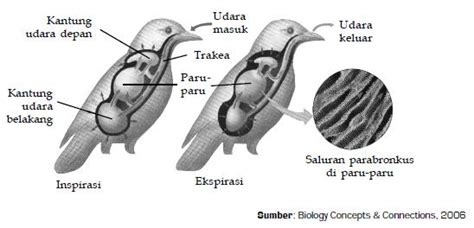 Untuk lebih jelasnya, proses bernapas diawali dengan oksigen yang dibawa ke tubuh melalui udara yang dihirup ke dalam dan diangkut ke seluruh mekanisme pernapasan pada manusia ada 2 yaitu pernafasan dada dan pernafasan perut namun di artikel ini kami lebih menjelaskan pada organ. my sitsal ordinary: SISTEM PERNAFASAN PADA MAKHLUK HIDUP