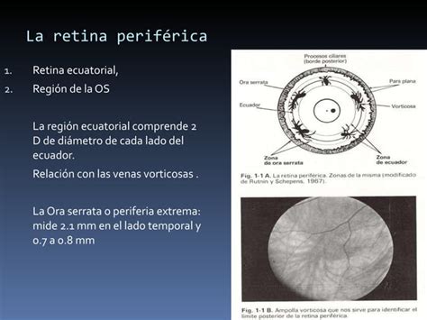 Anatomía Basica De La Retina Ppt