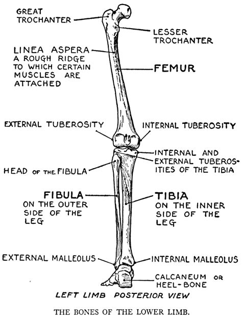 Long Bones Of Human Body Human Anatomy Cross Sectional Diagram Leg Images