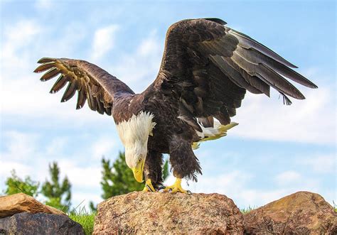 Bald Eagle Spreading Wings On Rock Photograph By Lowell Monke Fine