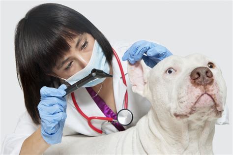 Great vet and my dog loves her and his skin is getting so much better!very caring vet. Taking Care of Your Pet: 6 Questions You Should Ask When ...
