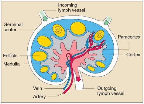 Which Of The Following Areas In The Lymph Node Is Regarded As Thymus