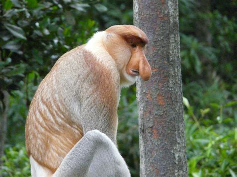 Malaysian Borneo Visiting The Proboscis Monkeys Alis Adventures