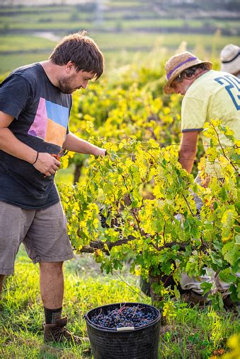 Two Farmers Harvesting In The Vineyard Stock Photo Download Image Now