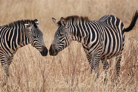531 x 583 gif 16 кб. Tanzania | Zebras Greeting
