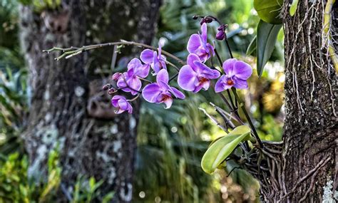 What Are Epiphytes And How To Care For Them
