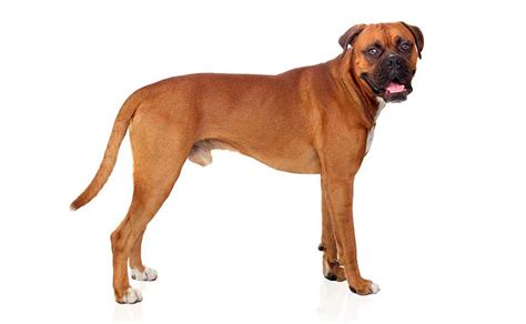 Boxer Dog Breed Information Temperament And Health