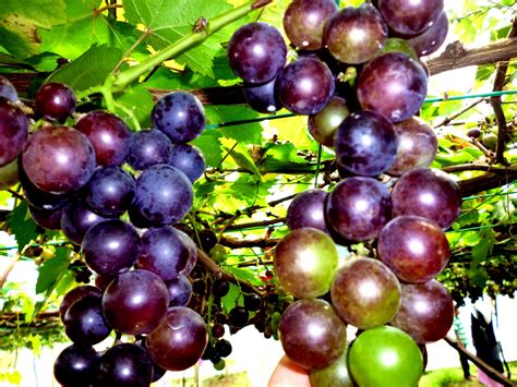 Beris lake vineyard , sik kedah darul aman. It's all about loves: Ladang Anggur Tasik Beris, Sik Kedah