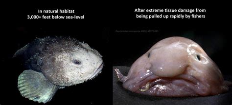 Fortunately for the blobfish, they've adopted a way of living that allows them to survive just fine as a. The Blobfish: 5 Facts About the Ocean's Ugliest Mug - 30A