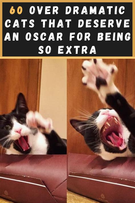 60 Over Dramatic Cats That Deserve An Oscar For Being So Extra Fun
