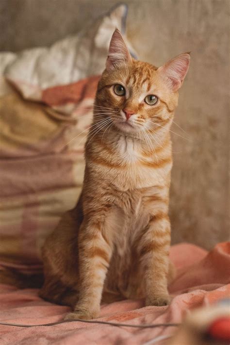 1387 Best Images About Cats So Much Love On Pinterest