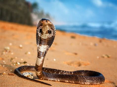 King Cobra Stock Photos Pictures And Royalty Free Images Istock