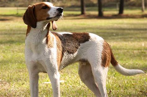 Treeing Walker Coonhound Information And Pictures Petguide Petguide