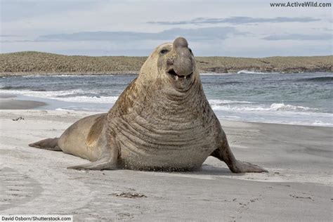 Southern Elephant Seal Facts For Kids And Adults Pictures Info And Video