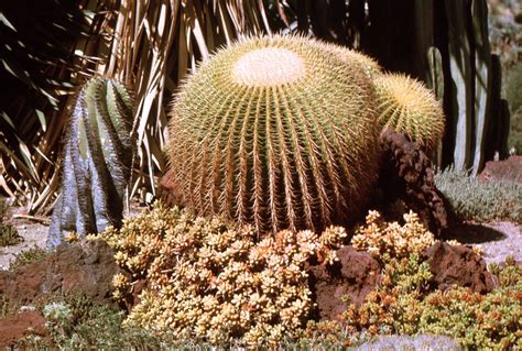 barrel cactus | Description, Facts, & Species | Britannica