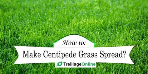 How To Make Centipede Grass Spread