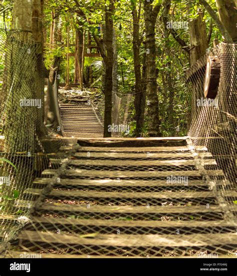 Hanging Wooden Bridge Across The Rainforest Canopy Adventure Time Can