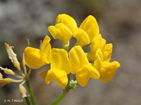 Coronilla Juncea L 1753 Coronille à Tige De Jonc Coronille à