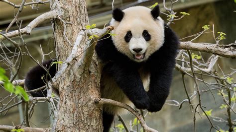 Black White Panda Is Standing On Tree Branches In Blur Background 4k