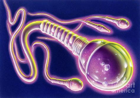 Sperm Cells Photograph By John Bavosiscience Photo Library Fine Art America