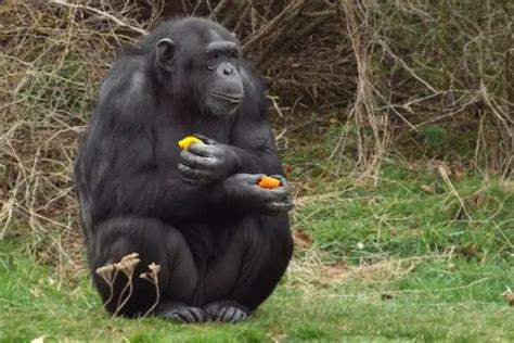 What Do Gorillas Eat Gorilla Diet Gorilla Facts