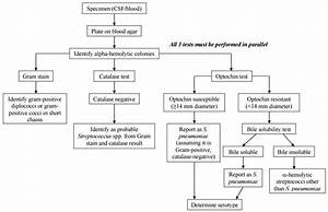 How To Identify Streptococcus Pneumoniae Microbeonline
