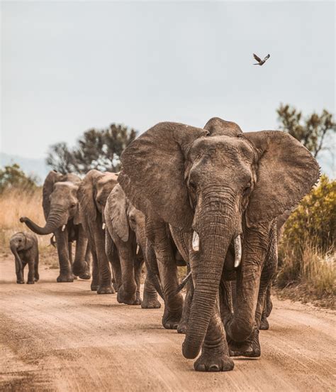 Visit Kruger National Park During Sanparks Week Secret Africa