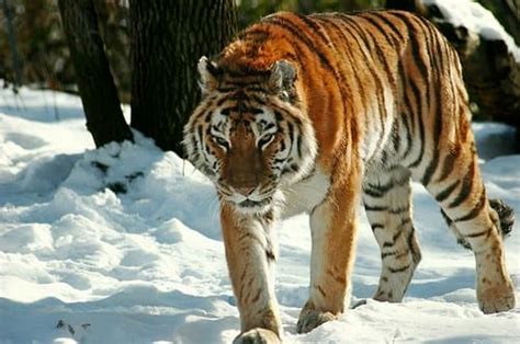 Top 10 Most Endangered Animals And Species Owlcation