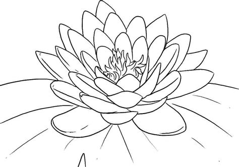 Coloriage Fleur de Lotus Gratuite - télécharger et imprimer gratuit sur