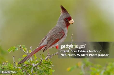 Pyrrhuloxia Bird Perched High Res Stock Photo Getty Images