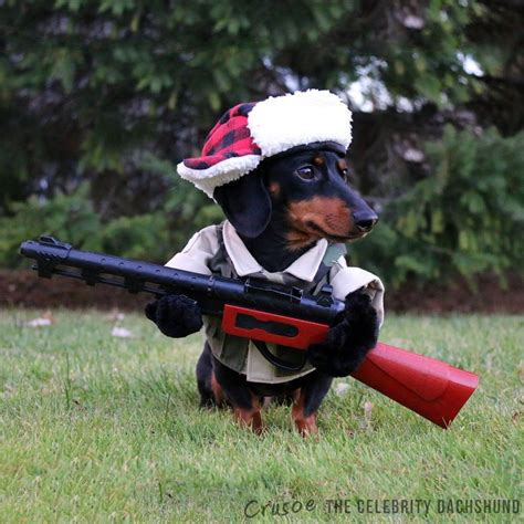 Imz A Huntin Dog Crusoe Celebrity Dachshund Dog Halloween