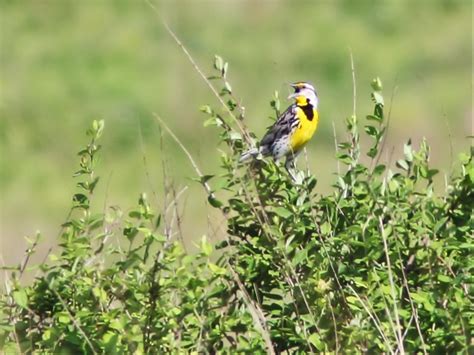 Eastern Meadowlark Singing 20140608 Visited Nelson Lakedi Flickr