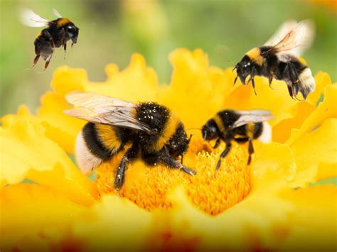 When It Comes To Bumblebees Does Size Matter News
