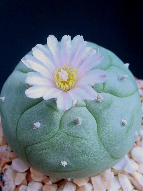 Do not use when pregnant. Lophophora williamsii - Peyote, Mescal-Button | World of ...