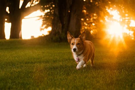 100 Corgi Wallpapers