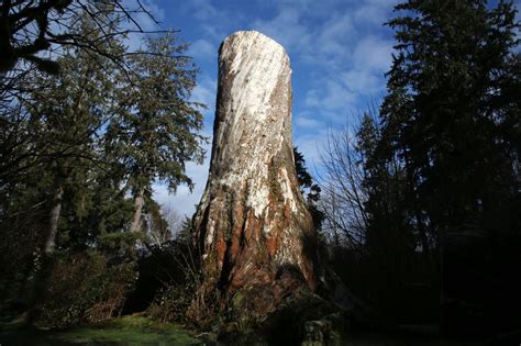 Oregons Largest Tree Now A Magnificent Stump On The Oregon Coast