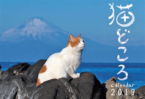 ‘neko Dokoro Photographer Shuji Ozaki Releases Cat Calendar For 2019